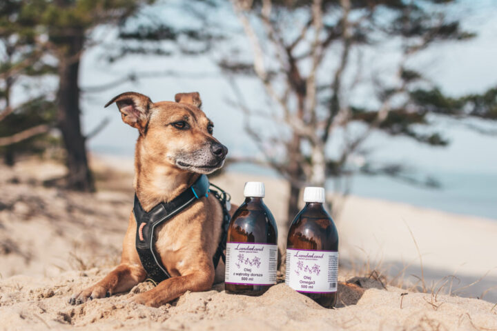 Pies z butelkami suplementów Lunderland na plaży.