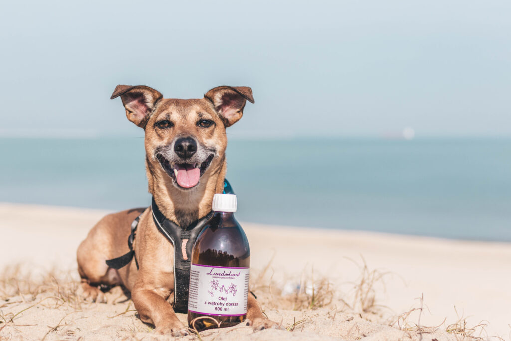 Pies z olejem z wątroby dorsza Lunderland na plaży, przykład suplementacji omega-3 dla psa